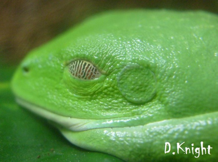 way do frogs vomerine teeth point